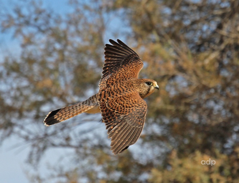 Pired adult female in the desert/sandhill habitat IMG_9081qstst800c CaIs Kestrel f.jpg